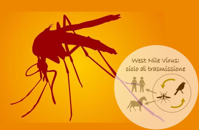 zanzara tramette west nile virus